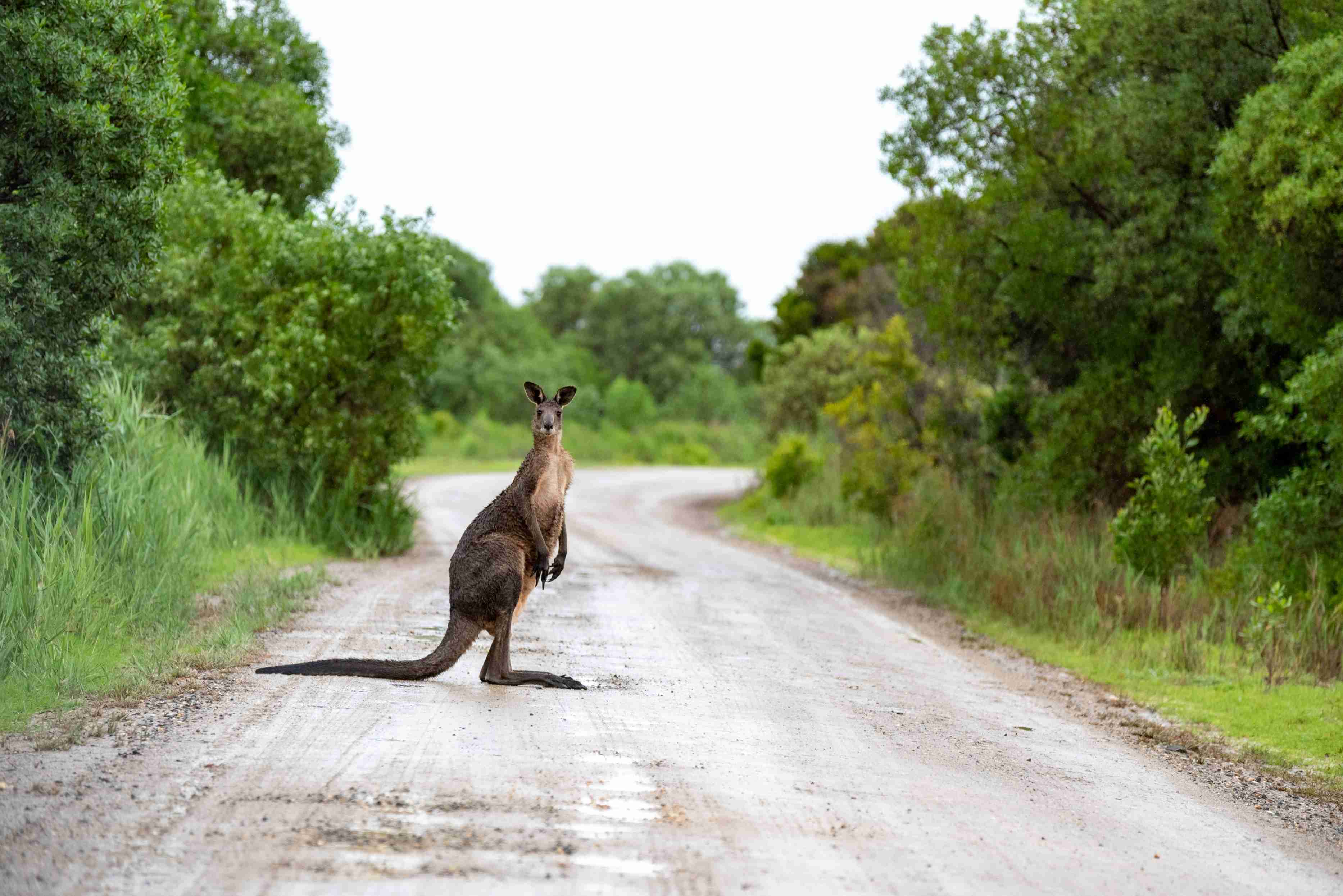 "Discovering the Best Cities in Australia for International Students"